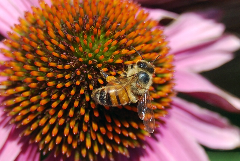 Honey Bee on Echinacea Purpurea