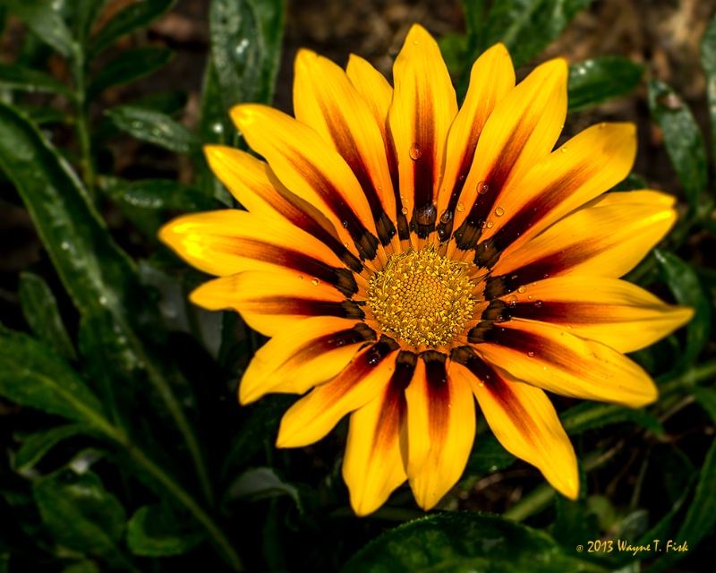 Yellow Beauty