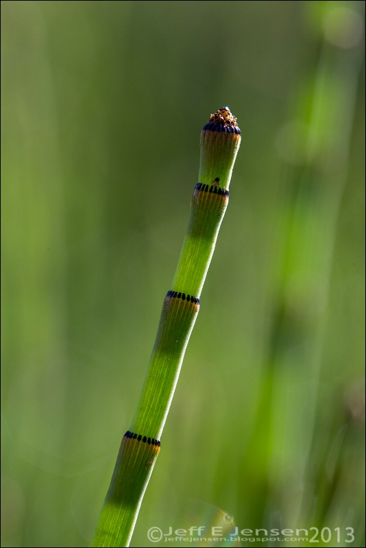 Snake Grass