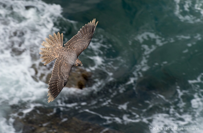 Peregrine Wings Spread