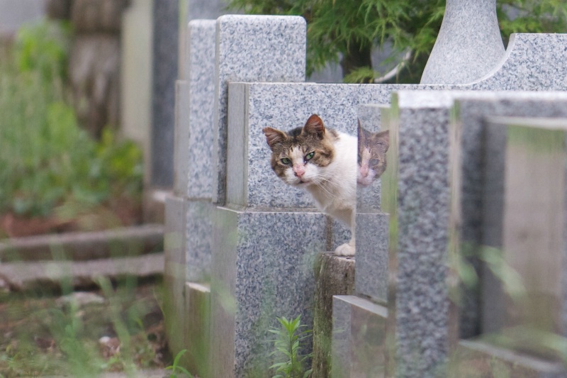 Peeking Cat - ID: 13947161 © Kitty R. Kono