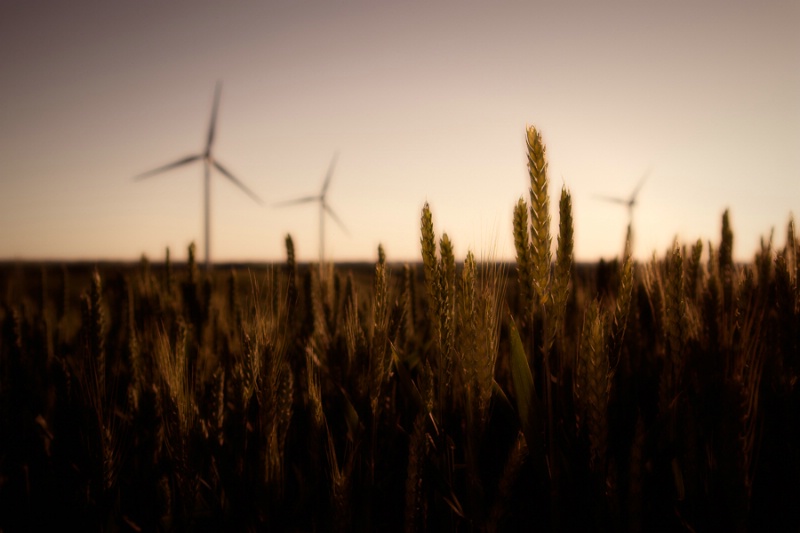 Wheat And Wind Turbines