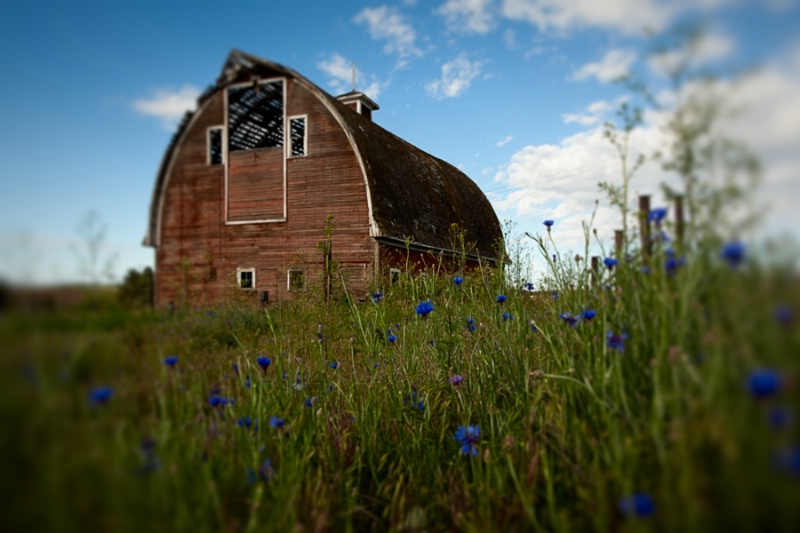 Barn And Flowers