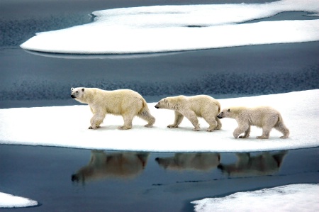 Wandering The Pack Ice