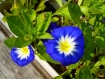 Convolvulus