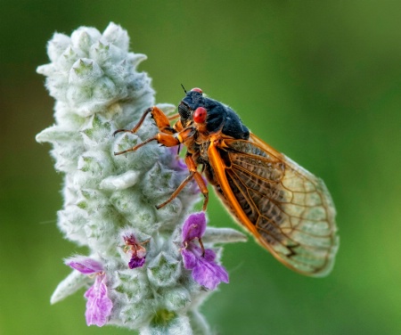 Cicada