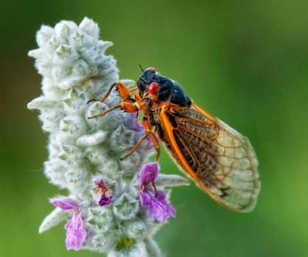 Cicada