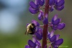 lupin and the bee