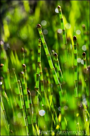 Snake Grass