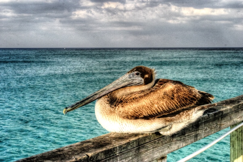 Pelican at Rest - ID: 13947670 © Sandra Hardt