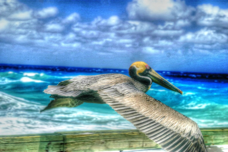 Pelican in Flight - ID: 13947671 © Sandra Hardt
