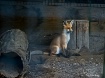Little Fox