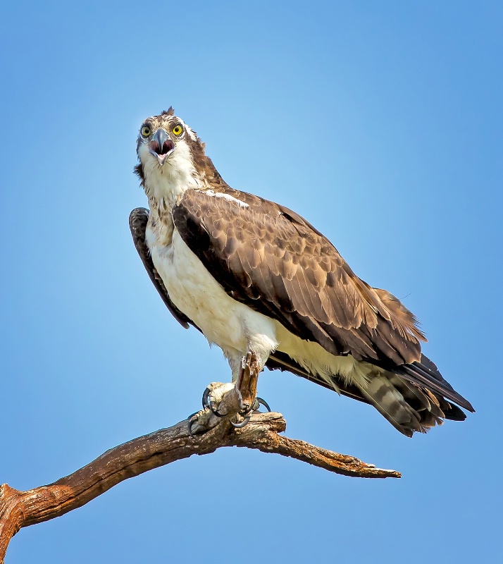 Ospey On Alert