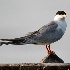 © Leslie J. Morris PhotoID # 13948018: Forster's Tern