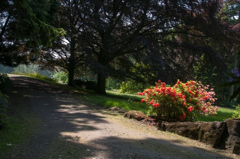 Rododendrum