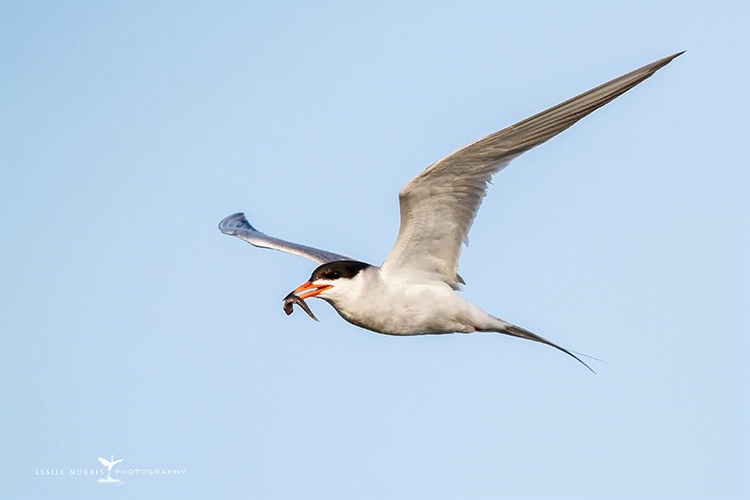 Forster's Tern with meal for family - ID: 13948810 © Leslie J. Morris