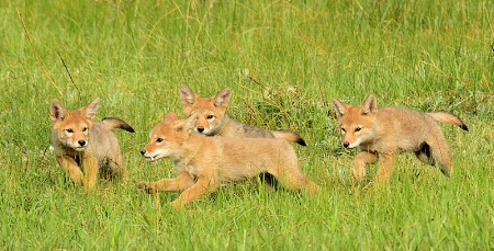 Coyote pups