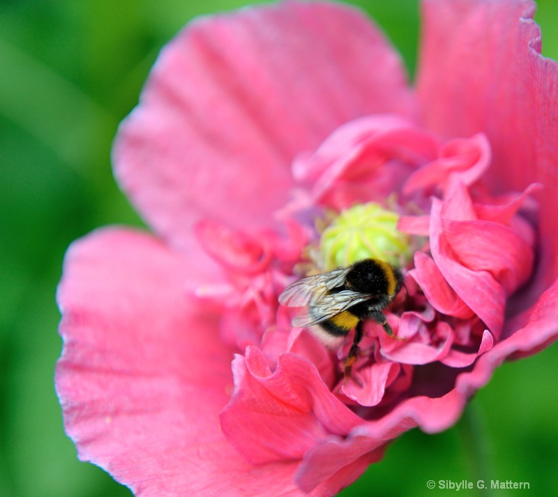 bumblebee on poppy  - ID: 13948861 © Sibylle G. Mattern