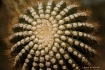Saguaro Cactus
