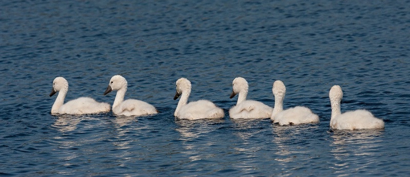 Cygnet Lineup