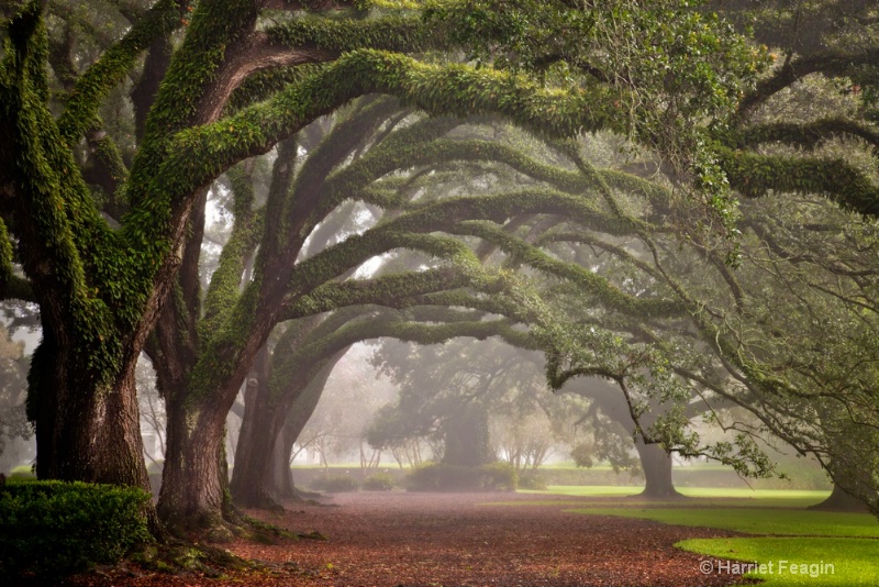 Misty Oaks 