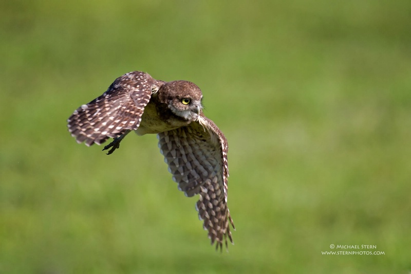 burrowing-owl-chick-flying-right-brian-p-parkmay22