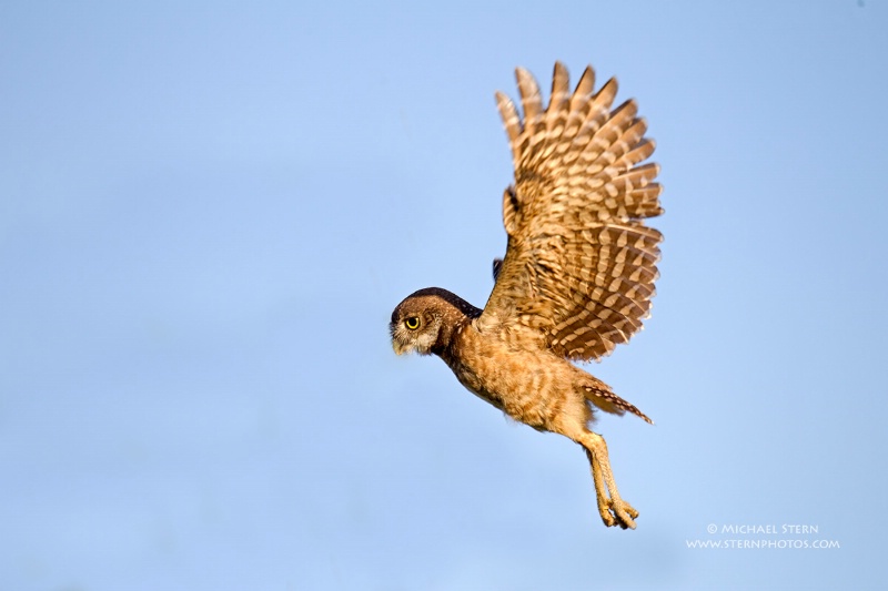 burrowing-owl-chick-flying-wings-up-brian-p-parkma