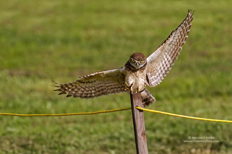 burrowing-owl-landing-on-stake-feet-forward1-brian