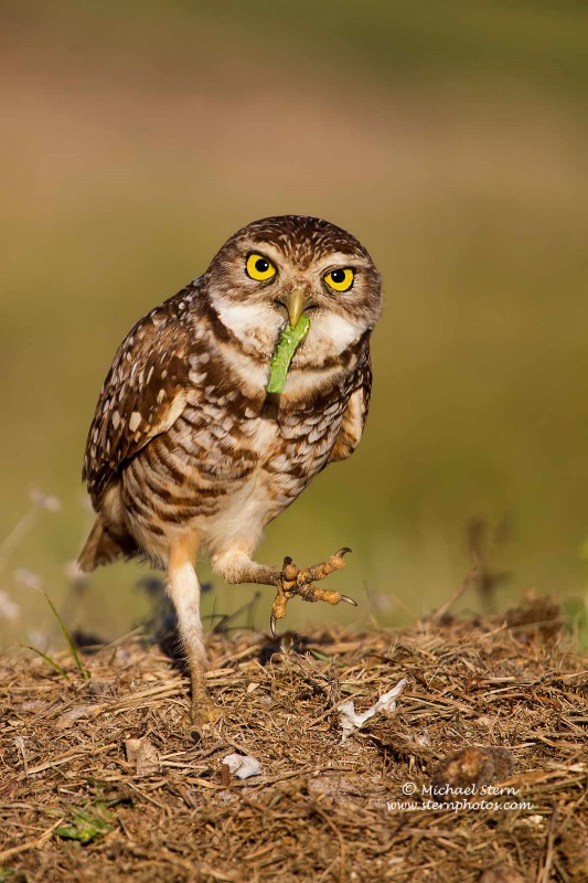 burrowing-owl-with-catapillar-brian-p-pkmarch21201