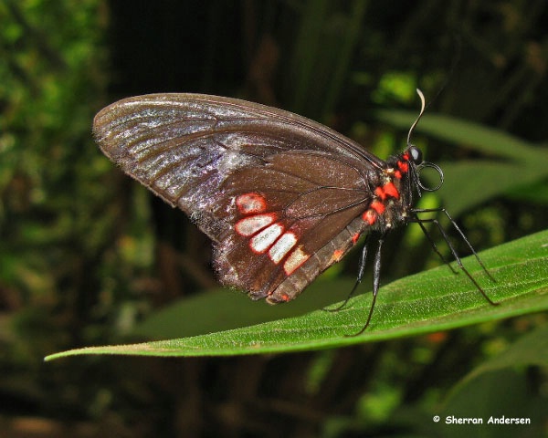 Butterfly In Profile II