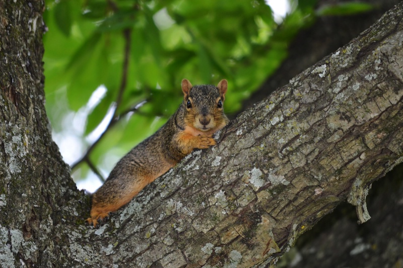 Squirrel up my tree