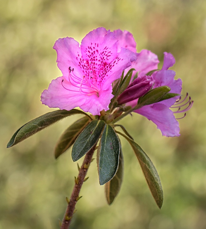 Azalea Blossom