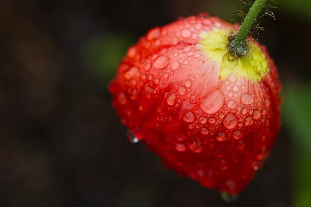Rainy day poppy