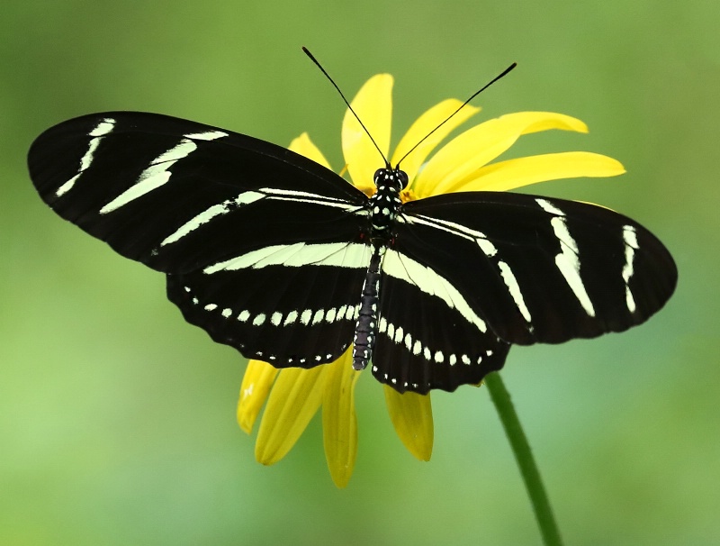 Zebra Longwing Butterfly On A Yellow Flower