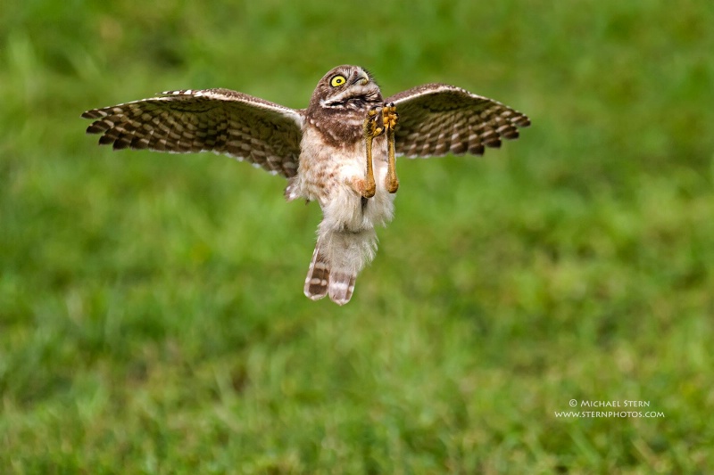 burrowing-owl-going-for-the-rope-brian-p-parkjune0