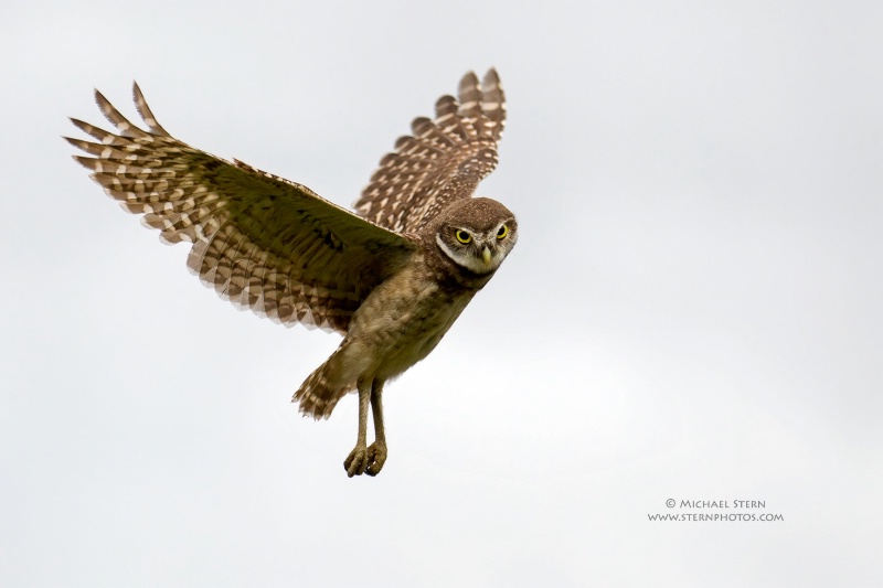 burrowing-owl-in-flight-wings-back-white-sky-brian