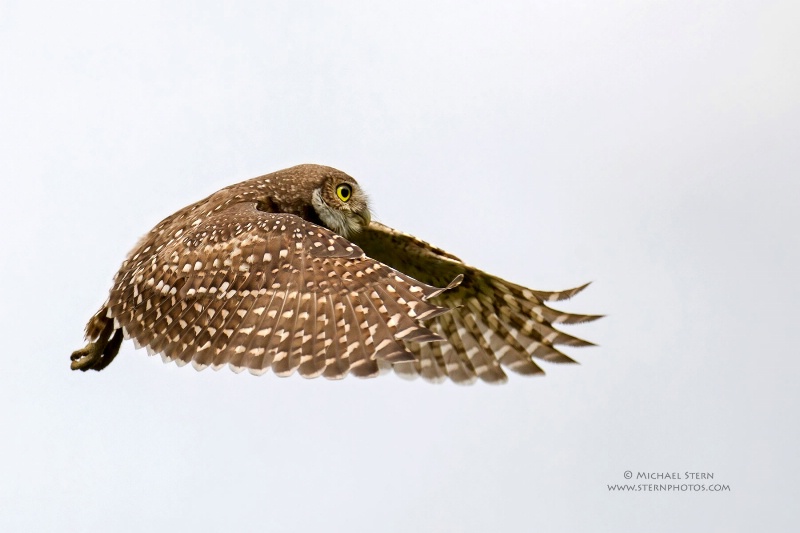 burrowing-owl-in-flight-wings-forward-white-sky-1-