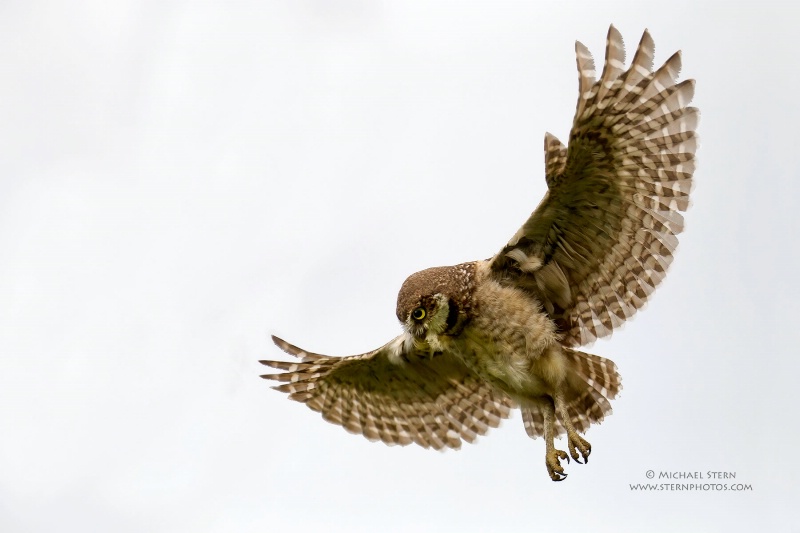 burrowing-owl-in-flight-wings-out-white-sky-brian-