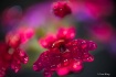 Sweet William