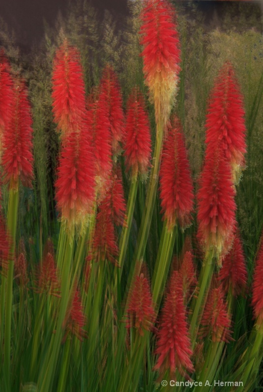 Multi_layered Red Flowers