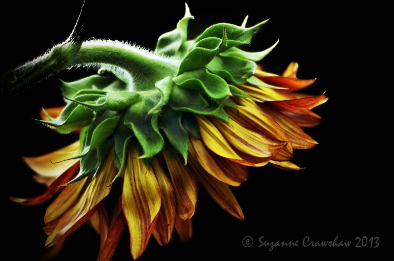 Backside of a Sunflower