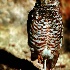 © Karen E. Michaels PhotoID # 13953041: Balancing Wisdom