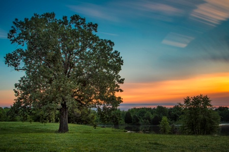 Early Morning Oak