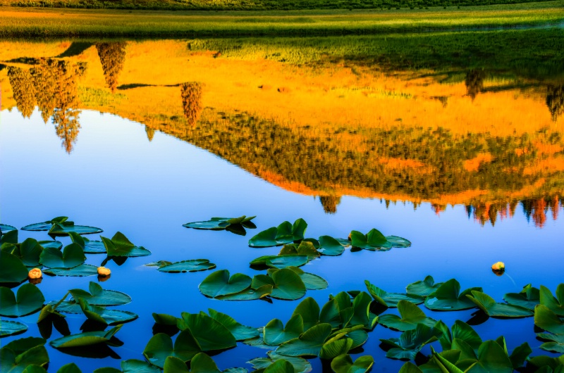 Pond with lotus