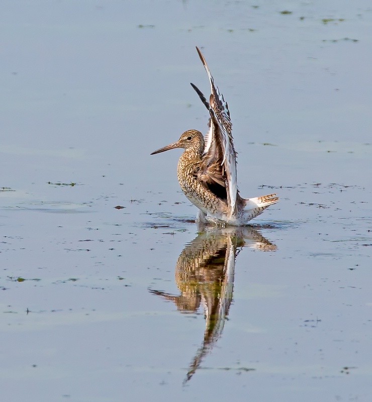 Sandpiper Pride