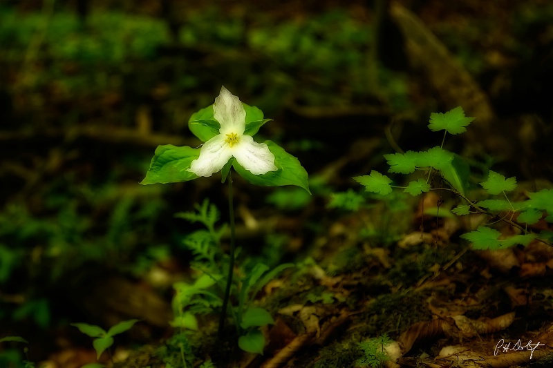 Trillium: Ontario's Floral Emblem