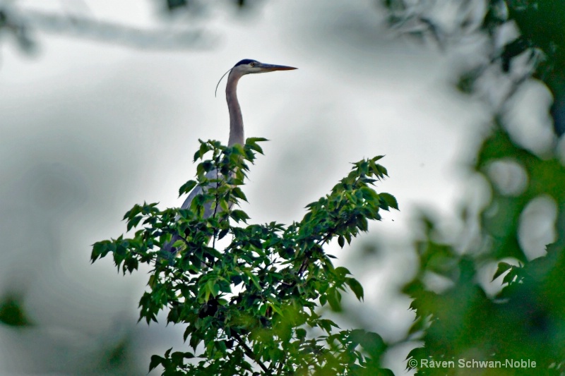 great blue heron 032  - ID: 13956578 © Raven Schwan-Noble