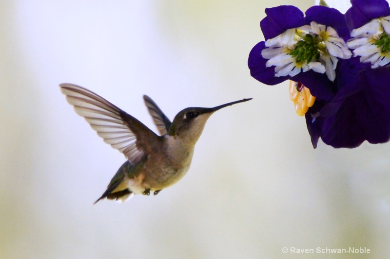 hummingbird061913 4x6   028 - ID: 13956581 © Raven Schwan-Noble