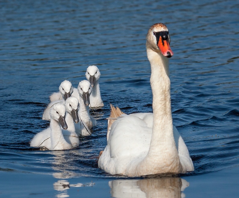 Mom and the Kids