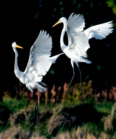 GWE Fight